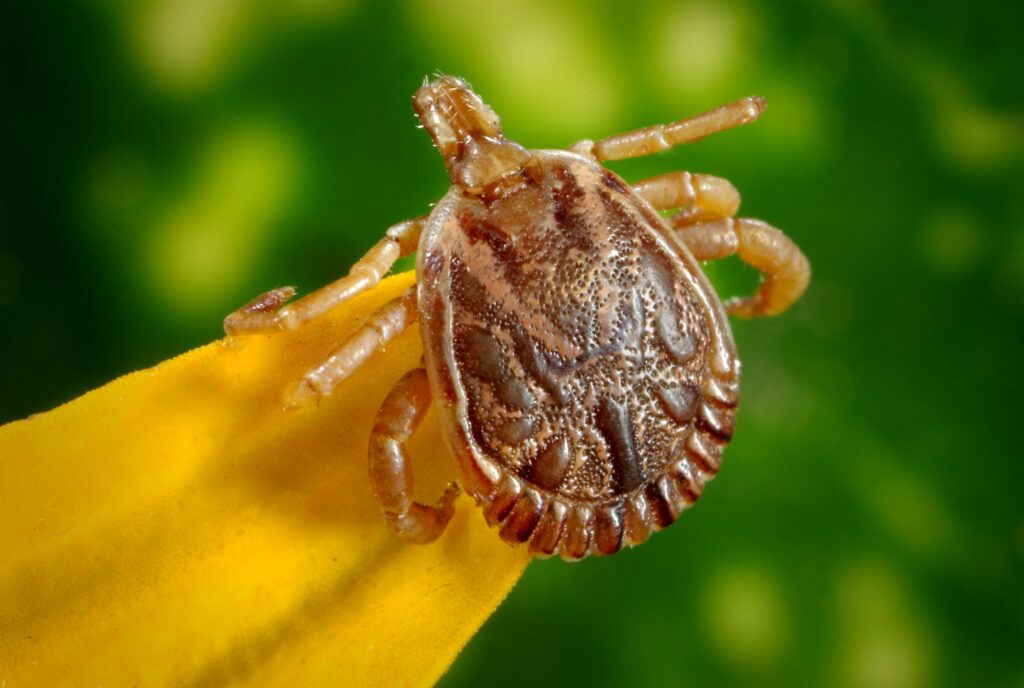 close up of a tick
