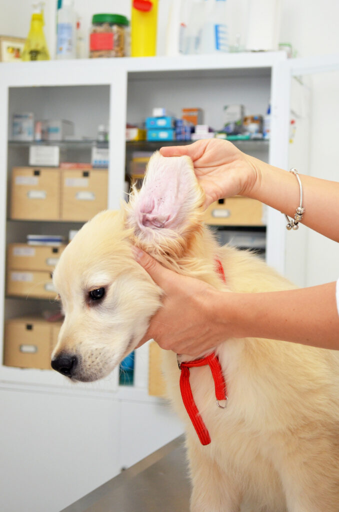 a dog at the vet
