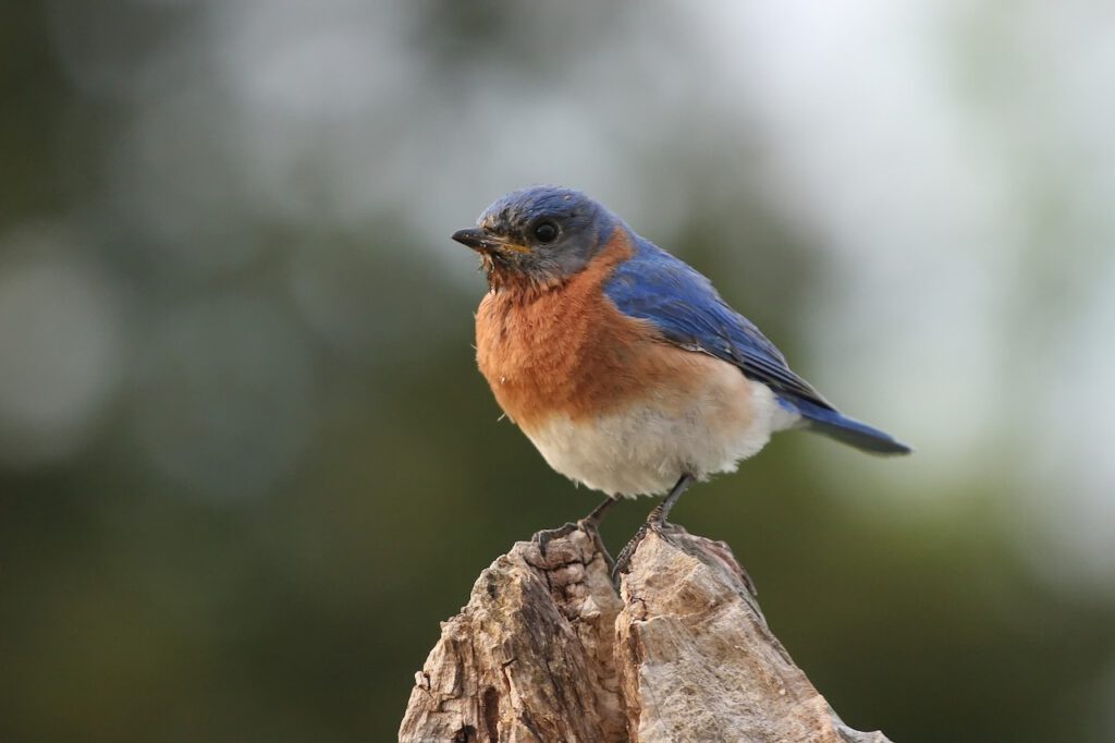 Eastern Bluebird perched on a tree stump.