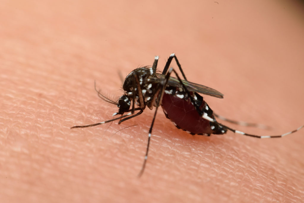 Mosquito Sucking Blood