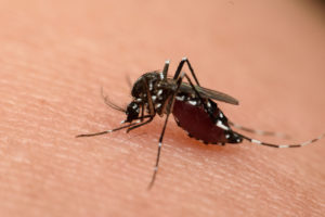 Safe Mosquito Control | TickKillz.com