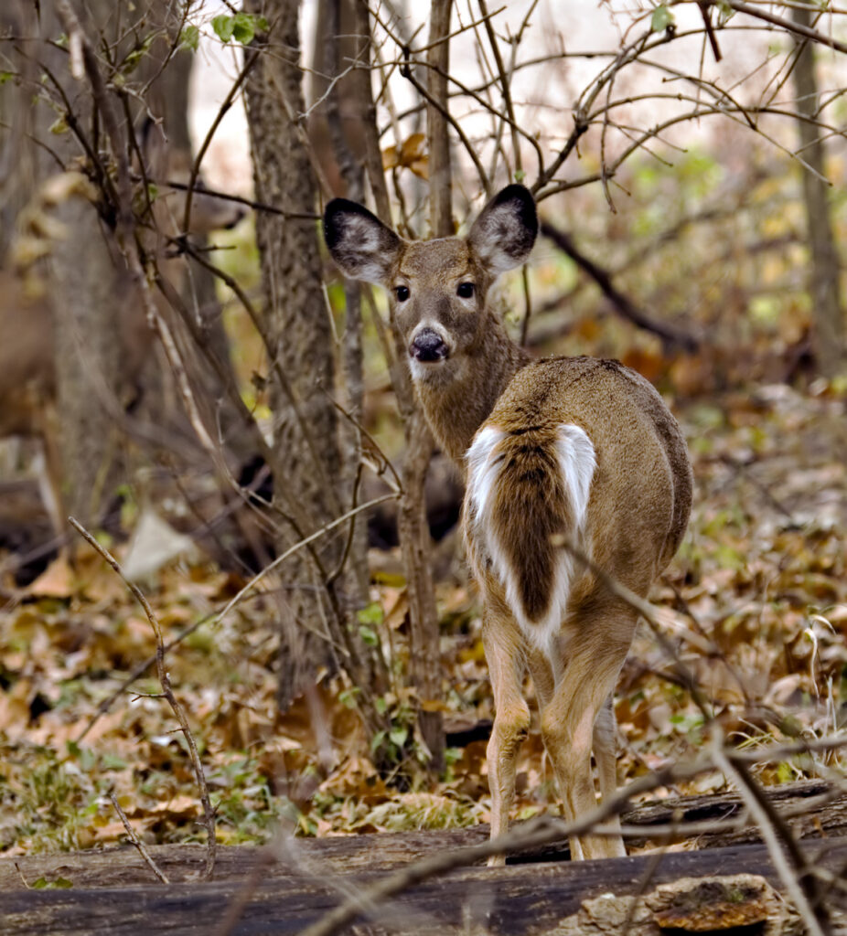 Female white-tailed deer standing in the woods