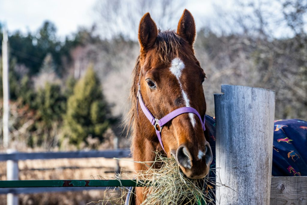 A horse looking over a fence