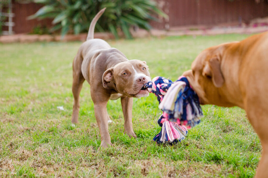 Two dogs playing tug of war