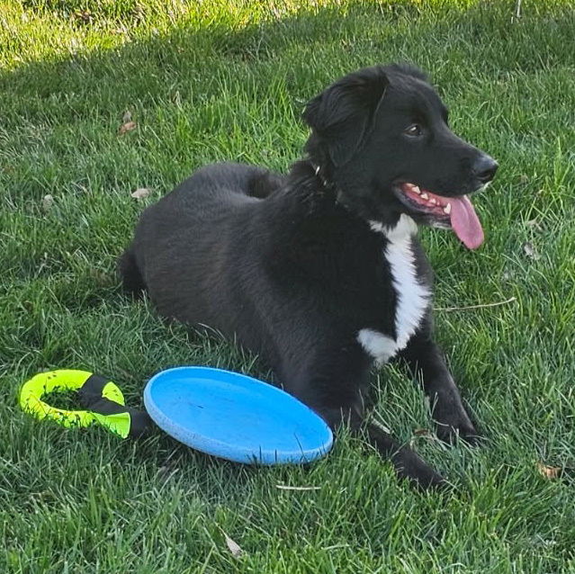 Team member Bandit